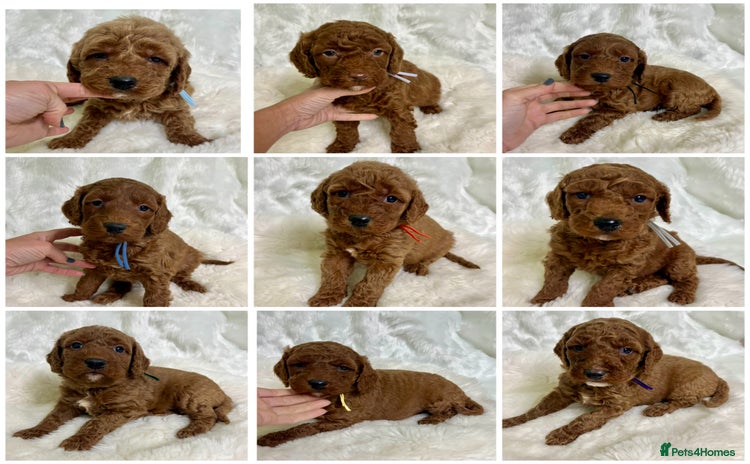 Goldendoodle dogs multigenerational Australian Golden doubledoodles - Advert 2