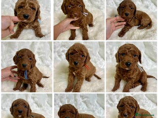 Goldendoodle dogs multigenerational Australian Golden doubledoodles - Advert 10