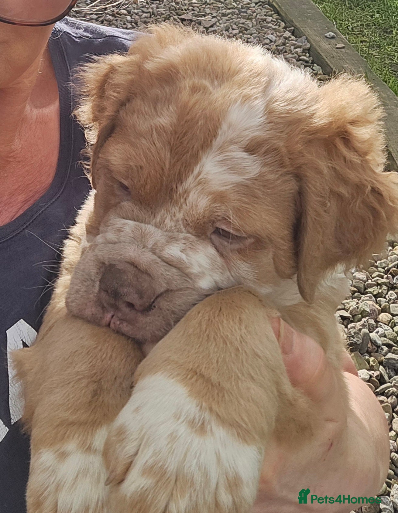 Olde English Bulldogge dogs One Boy left ❤️BRUCE❤️ Fluffy Old English Bulldog  - Advert 6