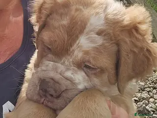 Olde English Bulldogge dogs One Boy left ❤️BRUCE❤️ Fluffy Old English Bulldog - Advert 6