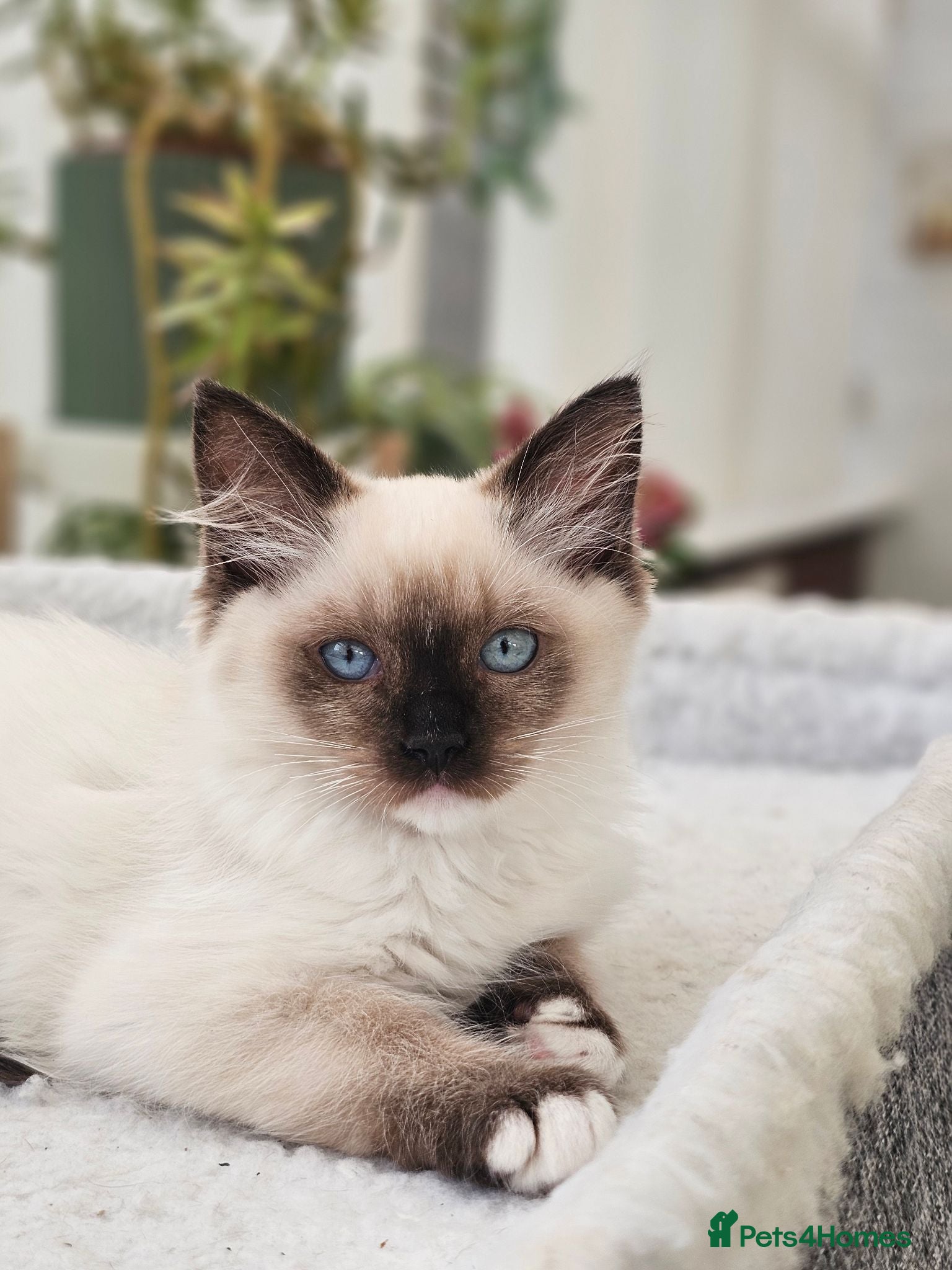 Ragdoll cats Purebred beautiful ragdoll kittens  - Advert 1