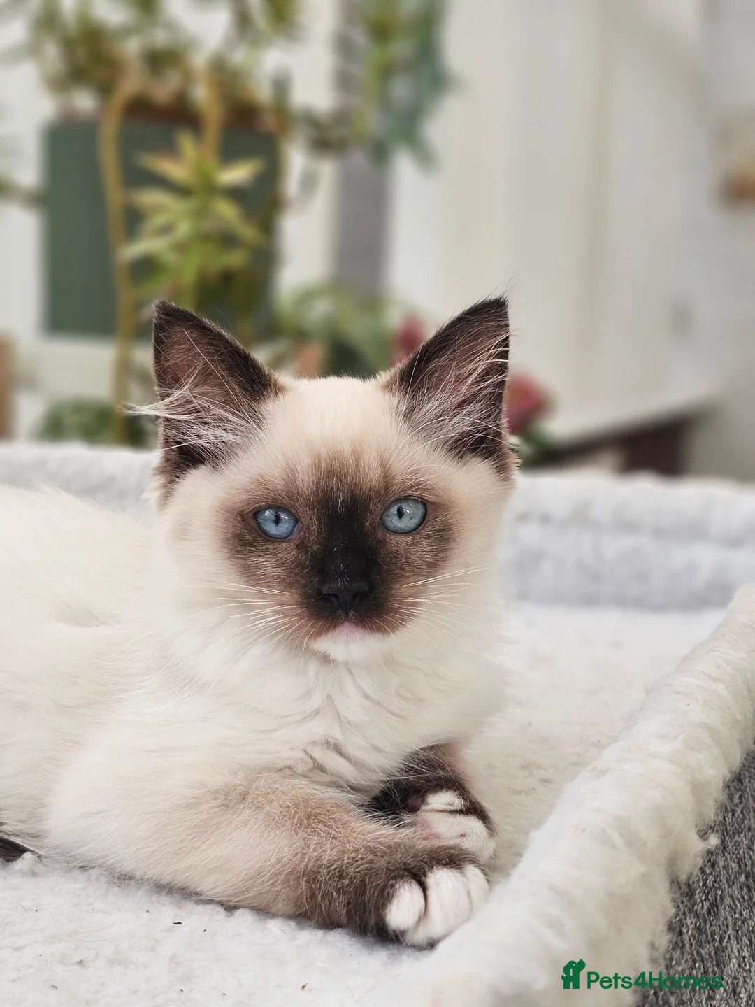 Ragdoll cats for sale: Purebred beautiful ragdoll kittens  - Advert 1