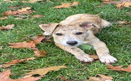 Mixed Breed dogs for sale: Deerhound greyhound collie puppies  - Image 9