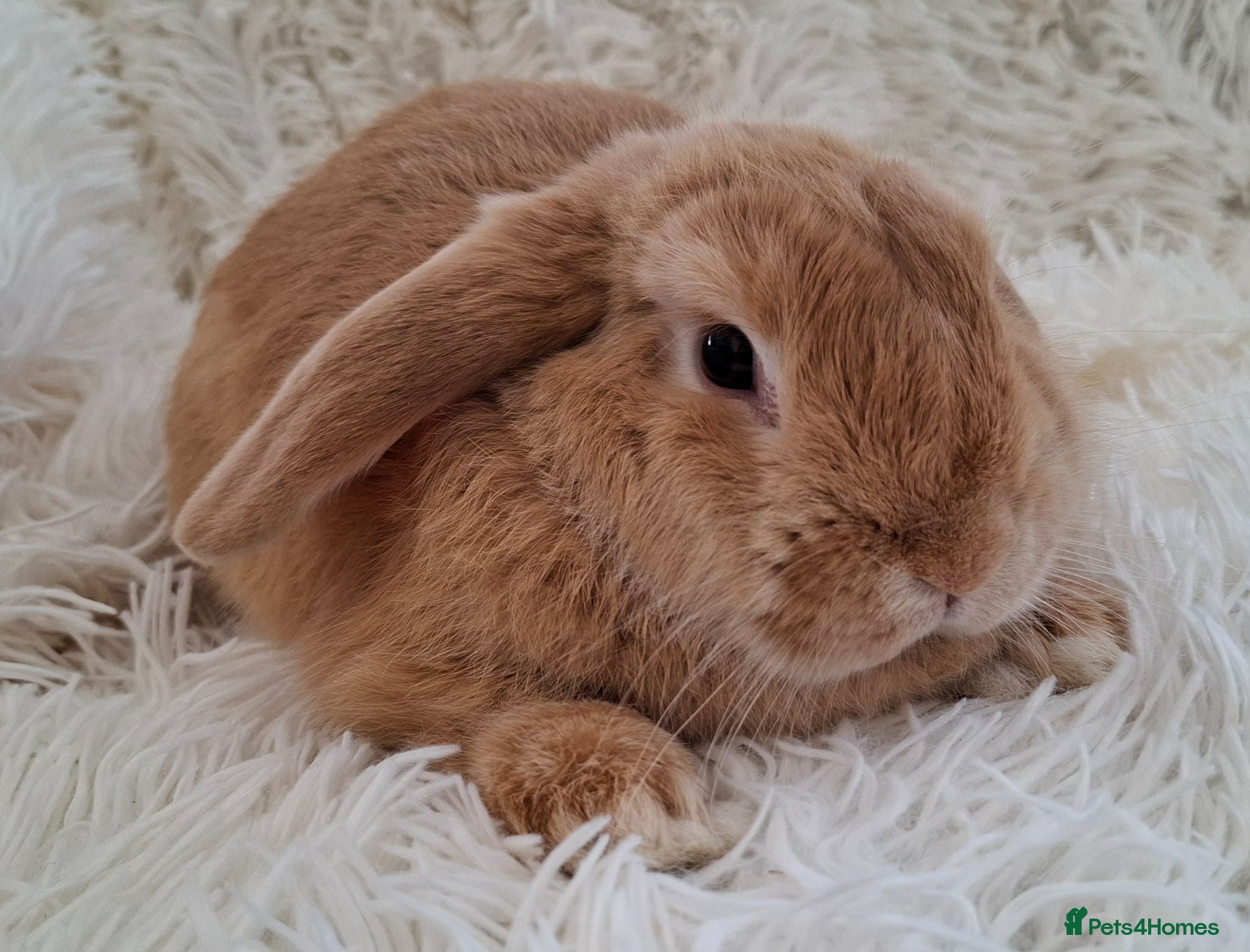 Mini Lop rabbits 12 week old male mini lop rabbit for sale - Advert 1
