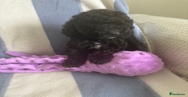Cockapoo dogs - Advert 4