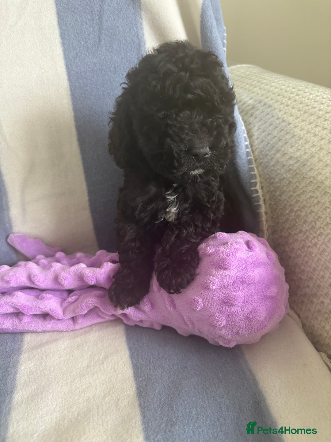 Cockapoo dogs for sale: F2 CockerPoos  - Image 3