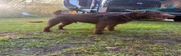 Patterdale Terrier dogs for sale: Male pattedale terrier   - Advert 3