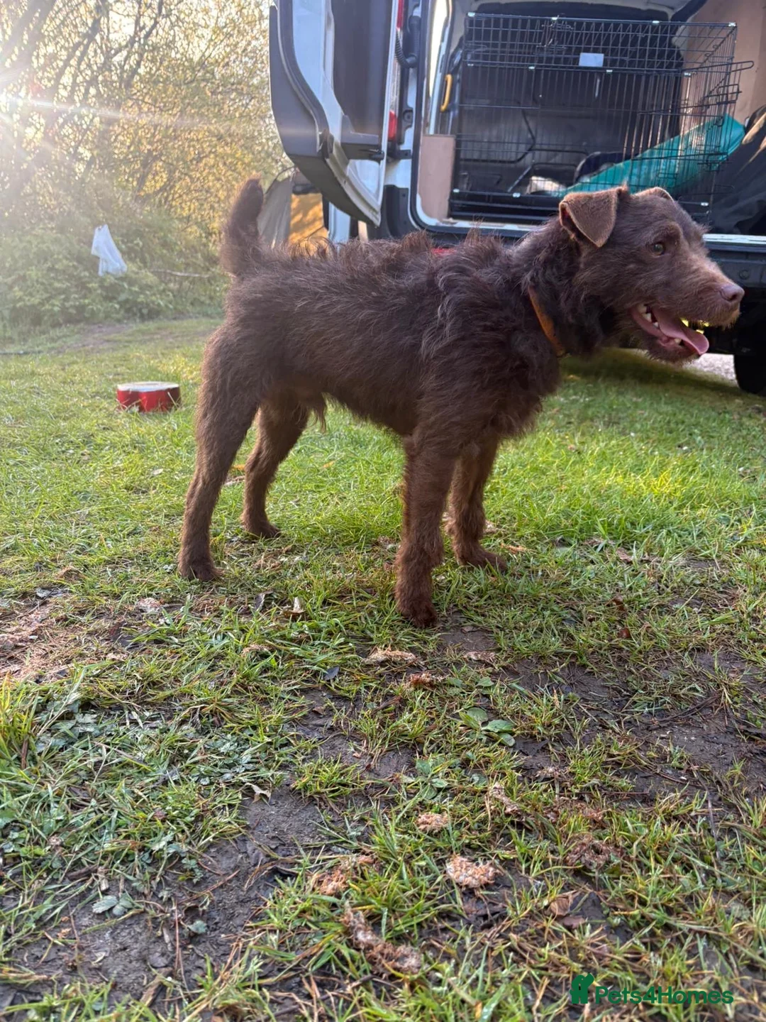 Patterdale Terrier dogs for sale: Male pattedale terrier   - Advert 3