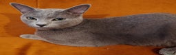 Russian Blue cats for sale: Russian Blue boy for rehoming  - Advert 1