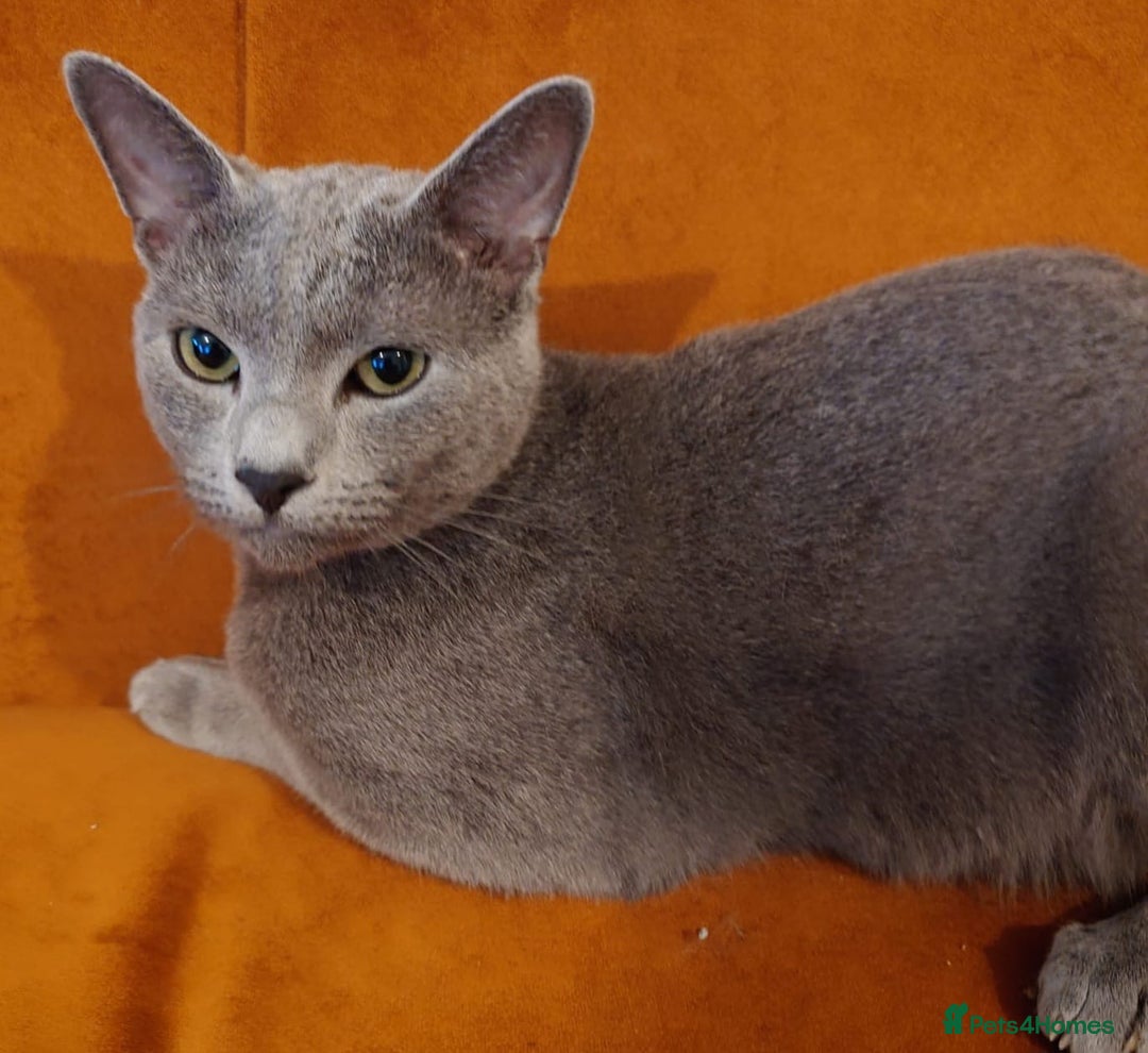 Russian Blue cats for sale: Russian Blue boy for rehoming  - Advert 1