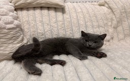 Scottish Fold cats for sale: Handsome boys available  - Image 6
