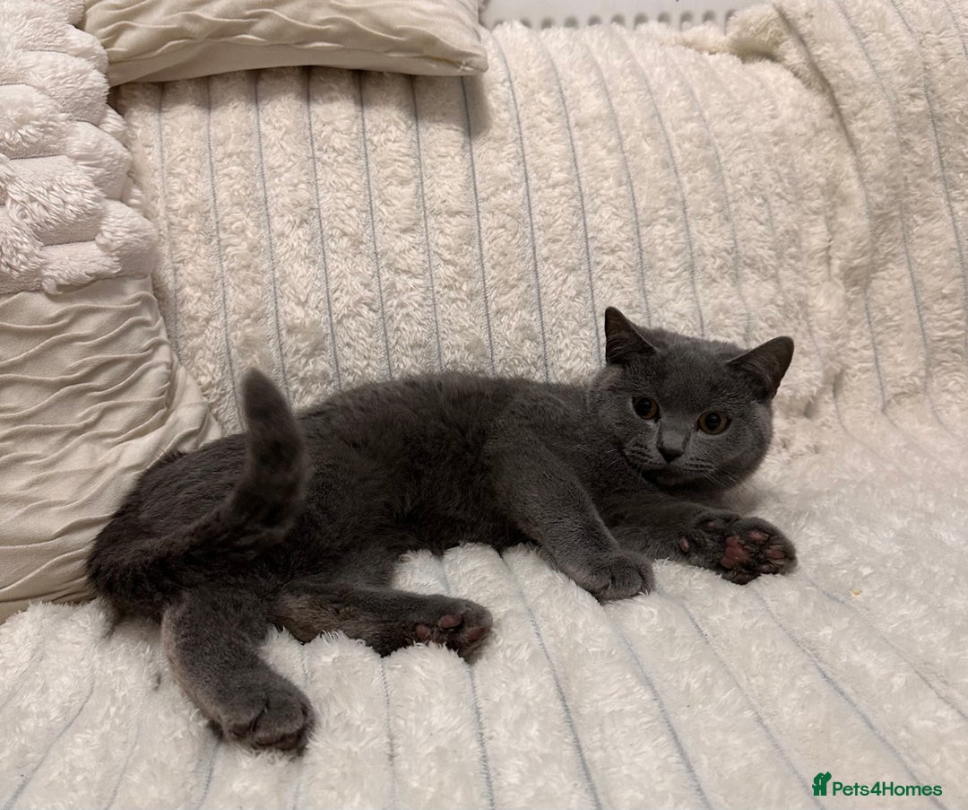 Scottish Fold cats for sale: Handsome boys available  - Image 6