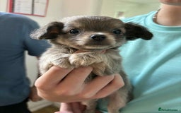 Chihuahua dogs for sale: Two boy chihuahua puppies  - Image 8