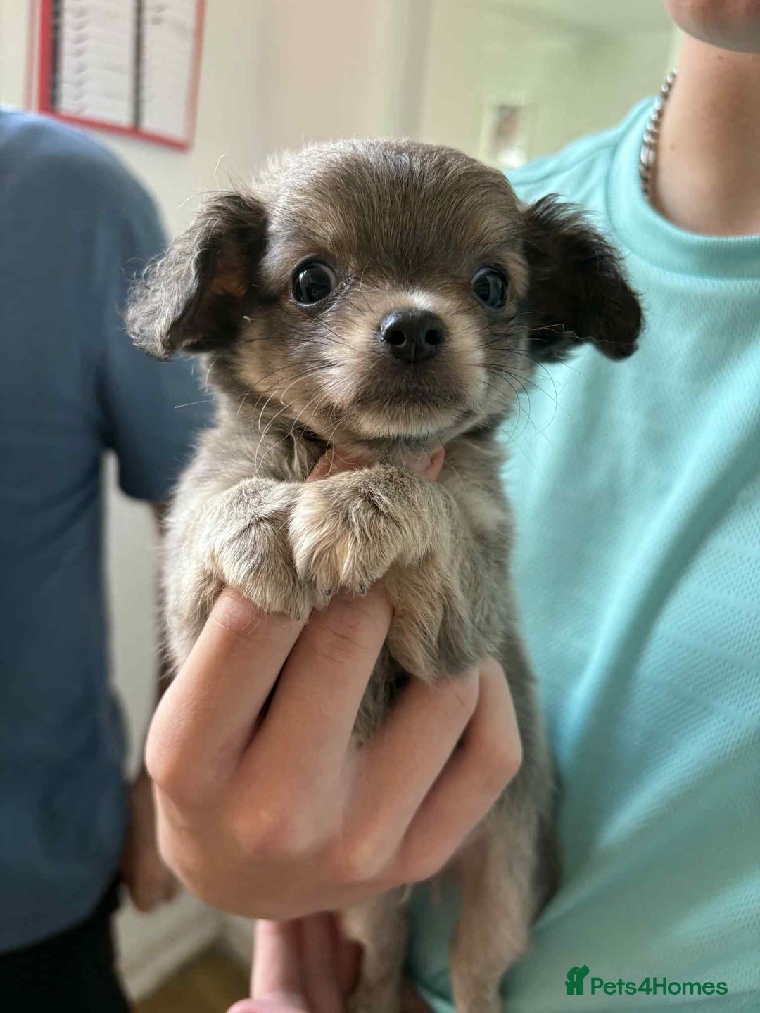 Chihuahua dogs for sale: Two boy chihuahua puppies  - Image 8