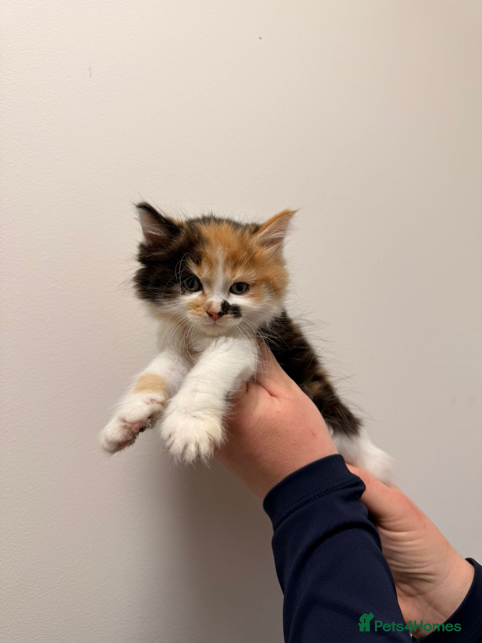 Maine Coon cats Maine coon kittens  - Advert 1