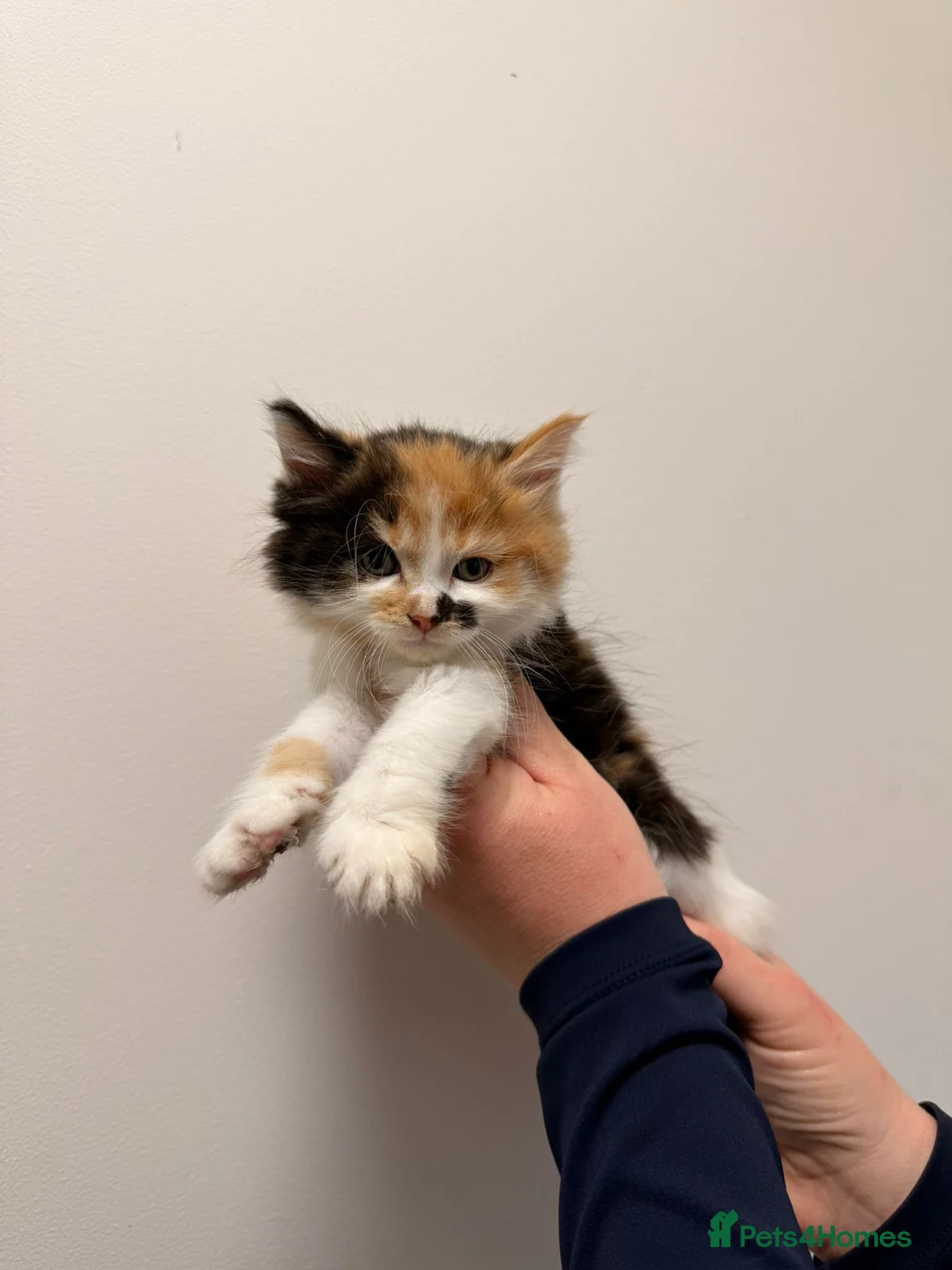 Maine Coon cats for sale: Maine coon kittens  - Advert 1