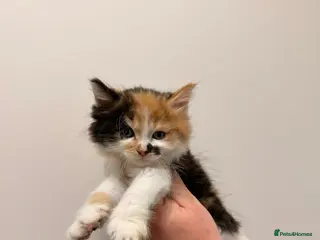 Maine Coon cats Maine coon kittens - Advert 3