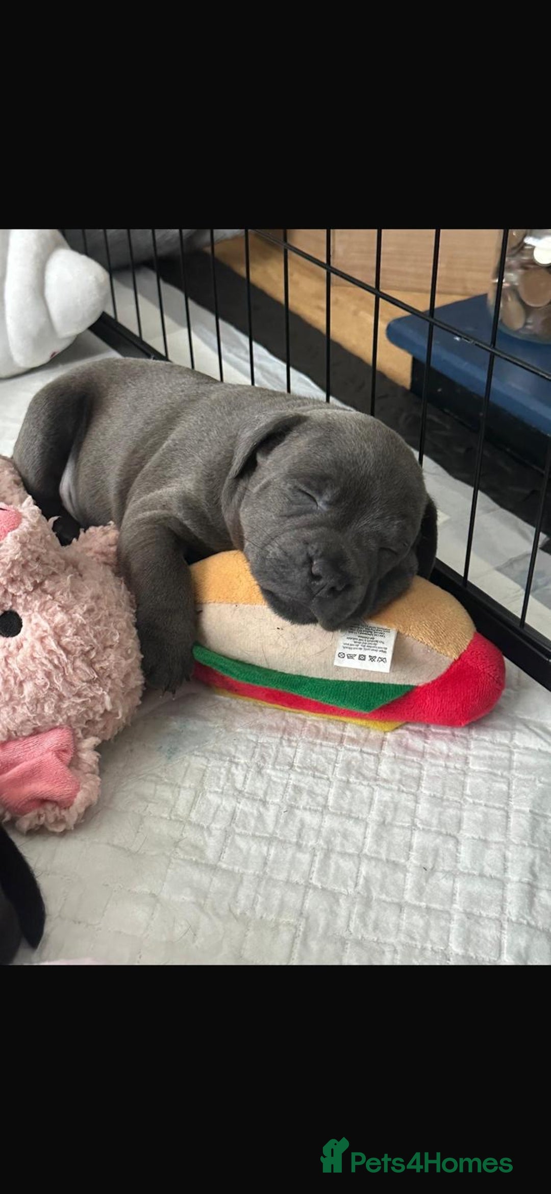 Staffordshire Bull Terrier dogs for sale: Beautiful Staffordshire bull terrier puppy’s  - Image 5
