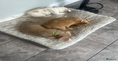 Olde English Bulldogge dogs - Advert 7