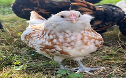 Chickens poultry for sale: Rare Breed Thuringian Chamois & Black Chickens  - Image 6