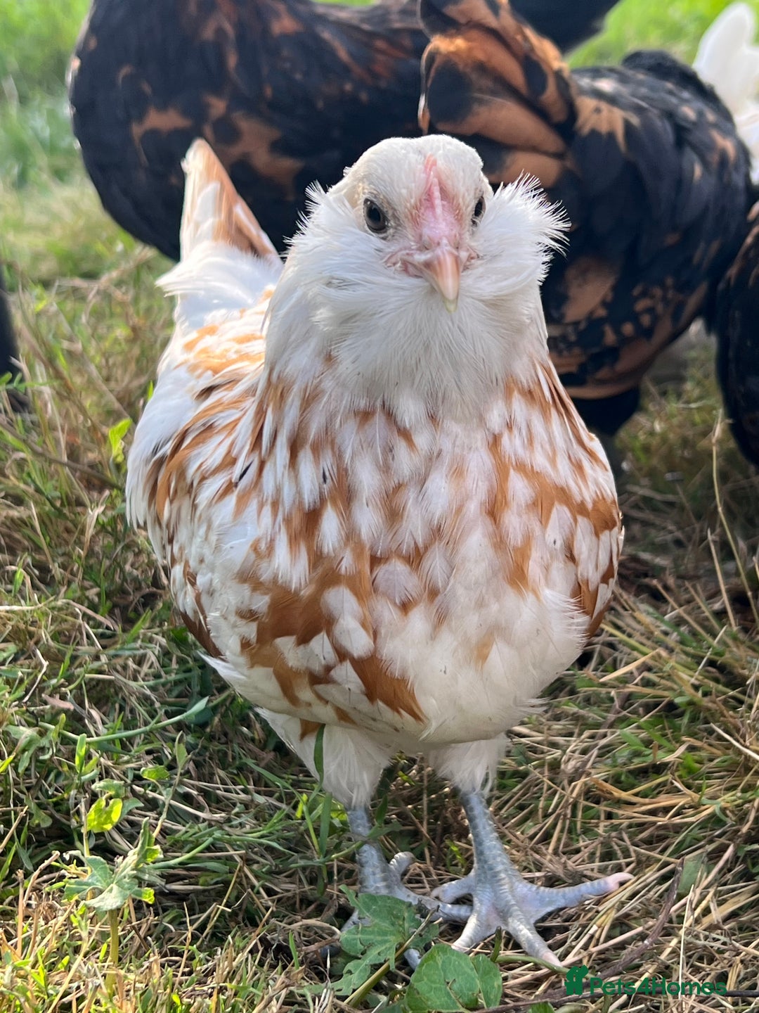 Chickens poultry for sale: Rare Breed Thuringian Chamois & Black Chickens  - Image 6
