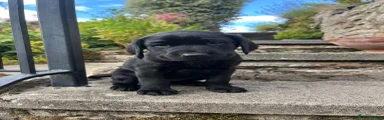 Labrador Retriever 7