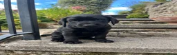 Labrador Retriever dogs for sale: Labrador puppy 🐶  - Advert 22