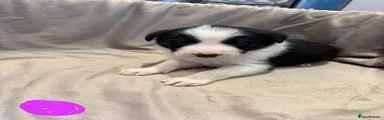 Border Collie 4