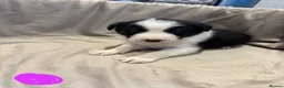 Border Collie dogs for sale: ISDS Border Collie Puppies 🐶 - Advert 7