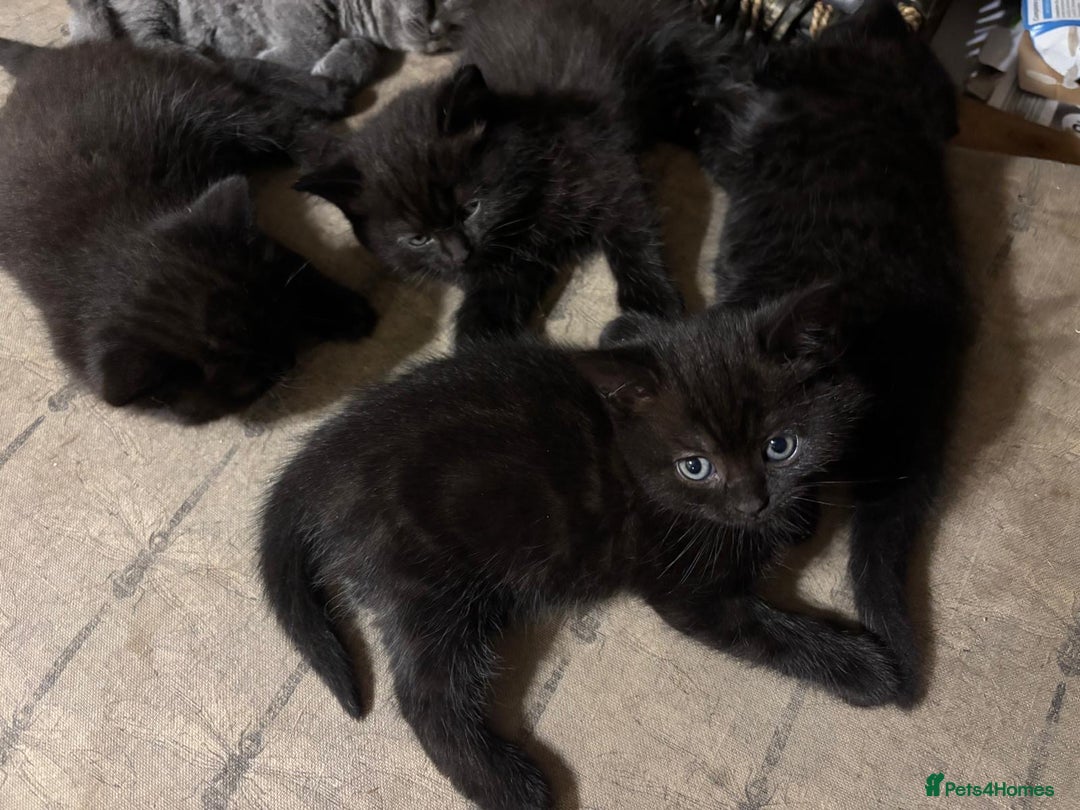 British Shorthair cats for sale: ⭐️Ready 8th Dec⭐️1 left.British Shorthair X Cross - Advert 11