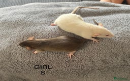 Rat rodents for sale: Baby dumbo rats for sale - Image 10