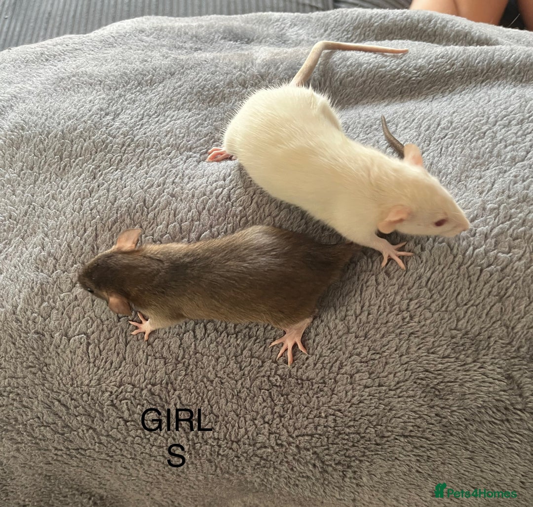 Rat rodents for sale: Baby dumbo rats for sale - Image 10