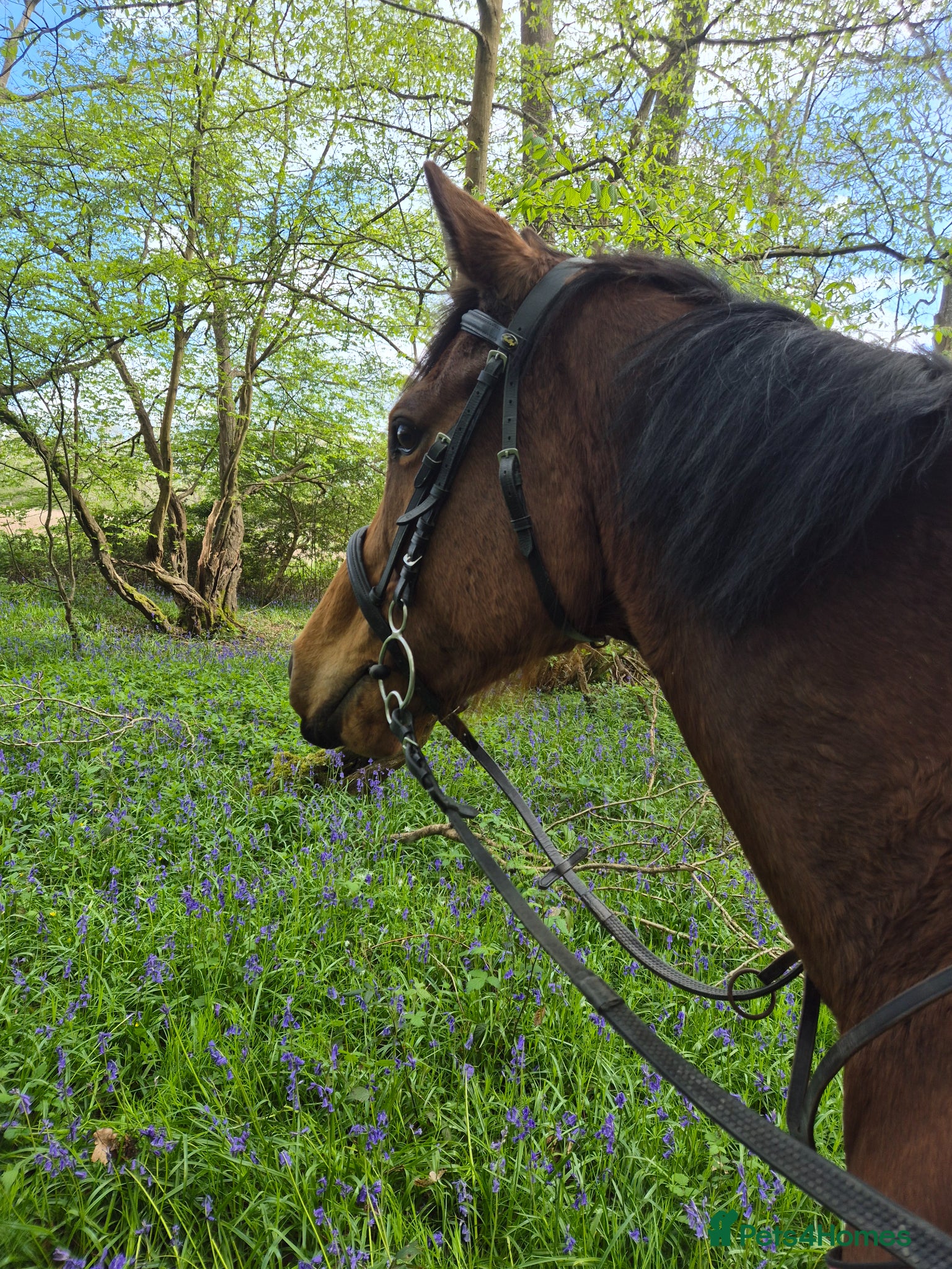 English Thoroughbred horses Now back in work lovely girl looking for new home - Advert 8