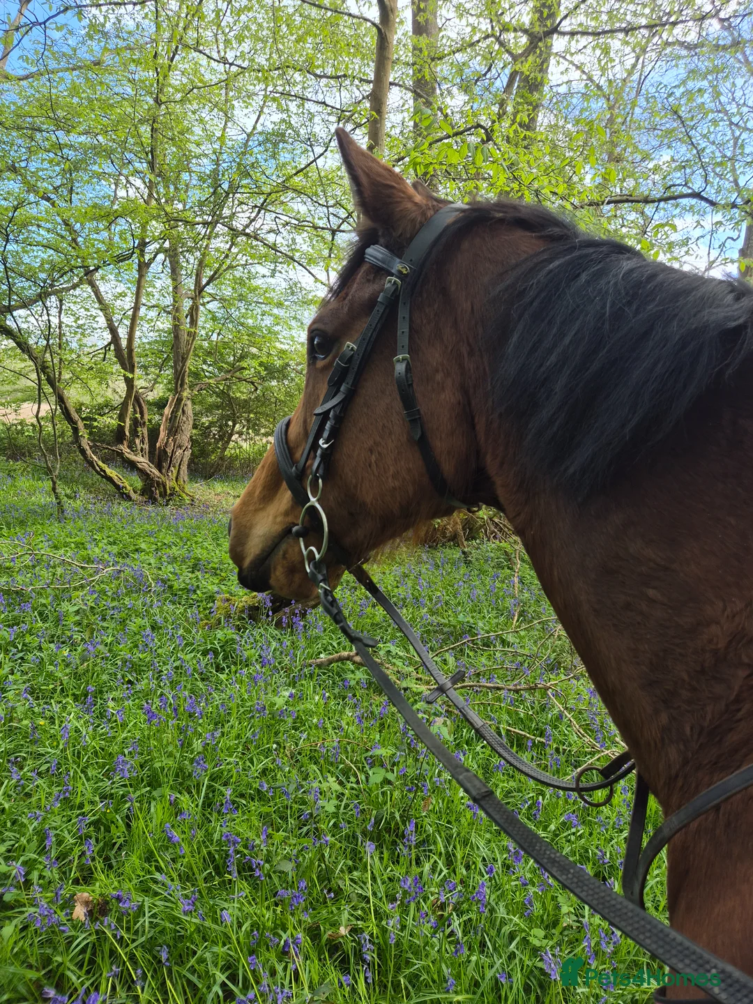 English Thoroughbred horses for sale: Now back in work lovely girl looking for new home - Advert 1