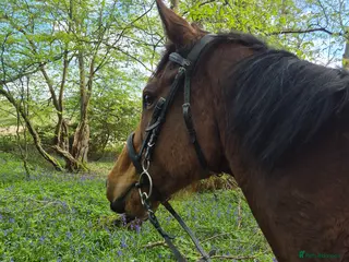 English Thoroughbred horses Now back in work lovely girl looking for new home - Advert 8