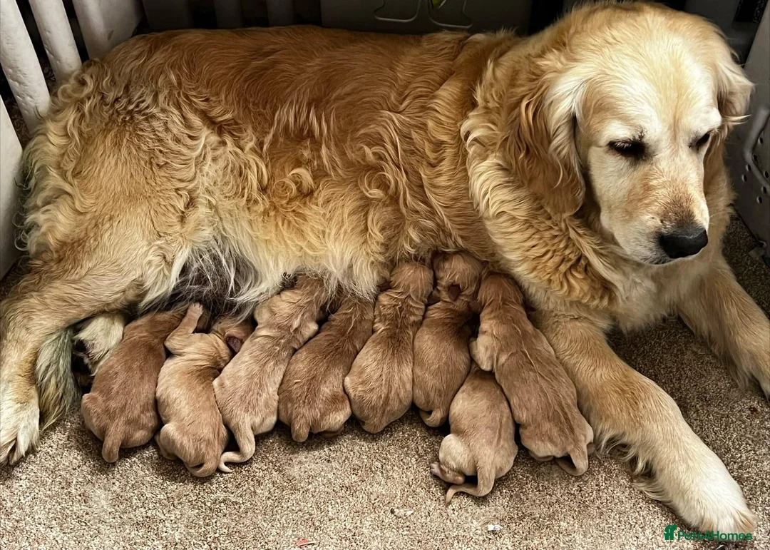 Golden Retriever dogs for sale: KC registered golden retriever for sale  - Advert 18