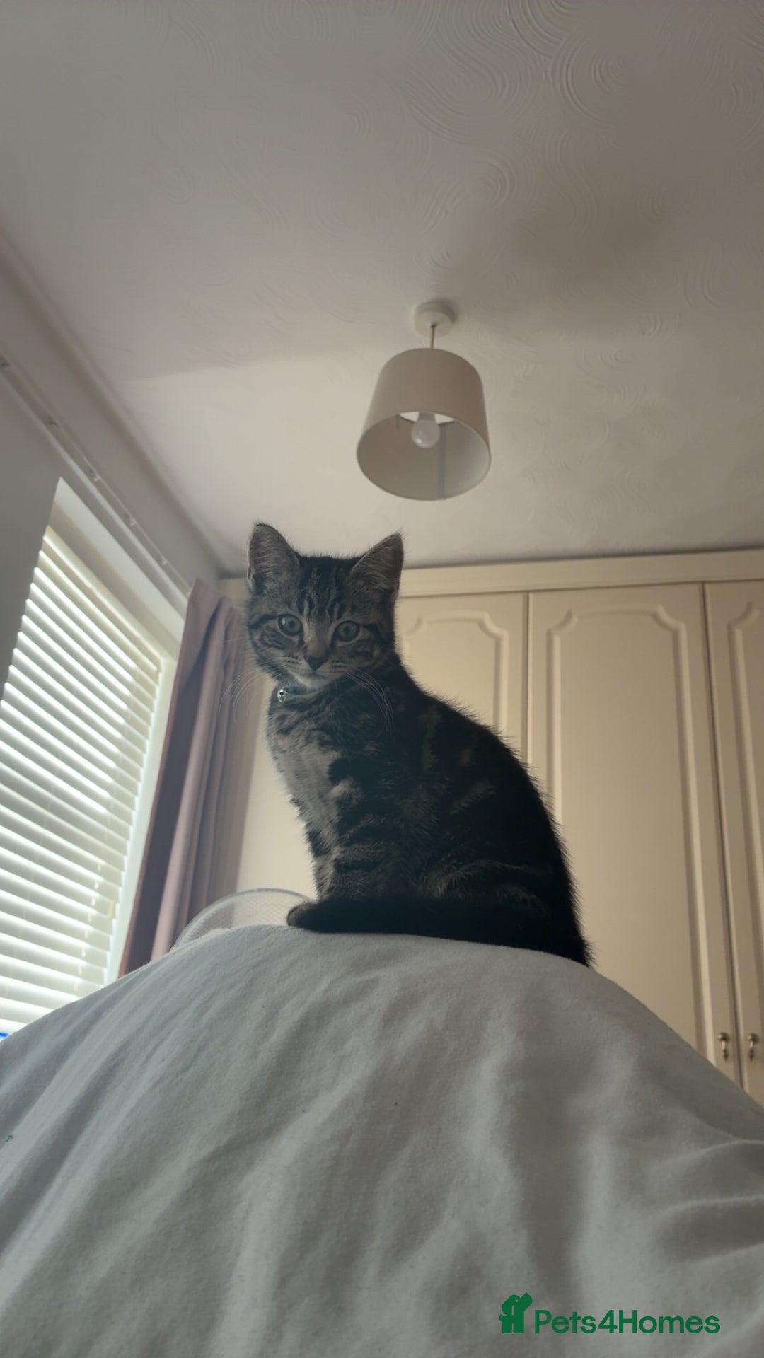 Mixed Breed cats for sale: 3 month kitten - Advert 5