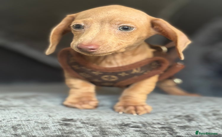 Miniature Dachshund dogs - Advert 13