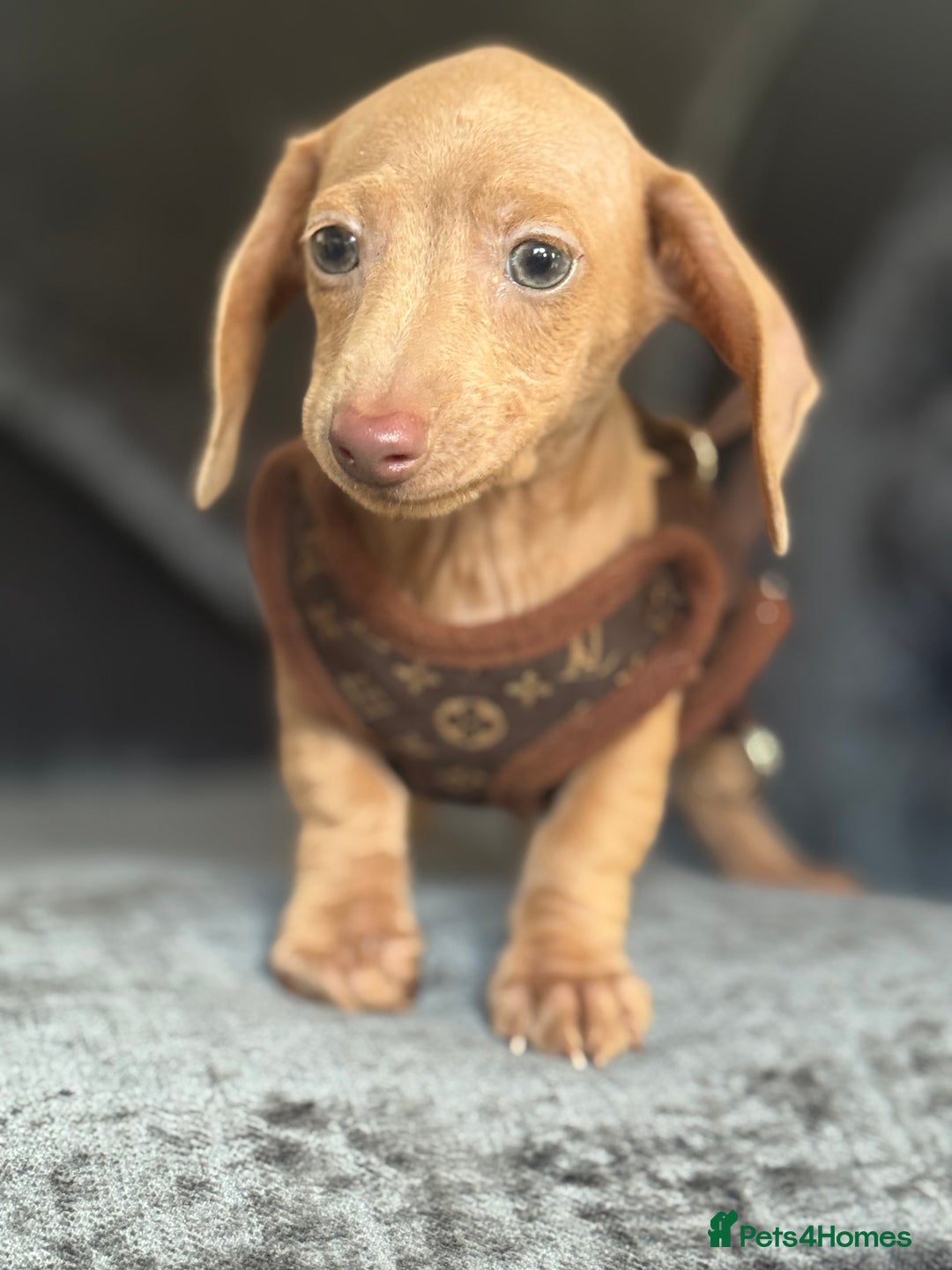 Miniature Dachshund dogs for sale: gorgeous litter of kaninchen mini dachshunds - Image 1