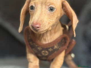 Miniature Dachshund dogs - Advert 9