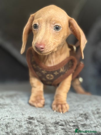 Miniature Dachshund dogs - Advert 11