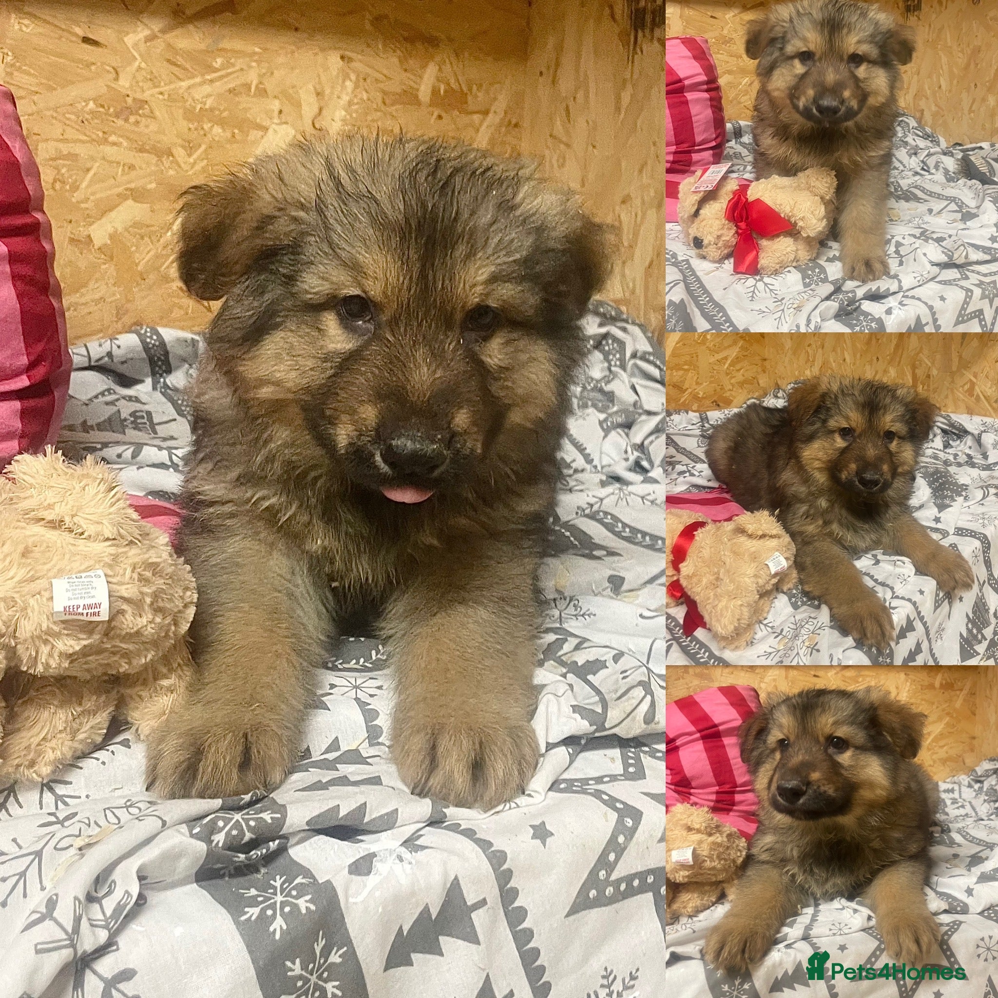 German Shepherd dogs Long hair German shepherd puppies  - Advert 9