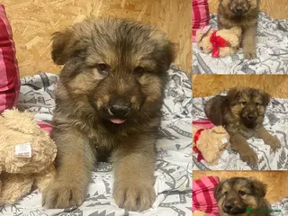 German Shepherd dogs Long hair German shepherd puppies - Advert 9