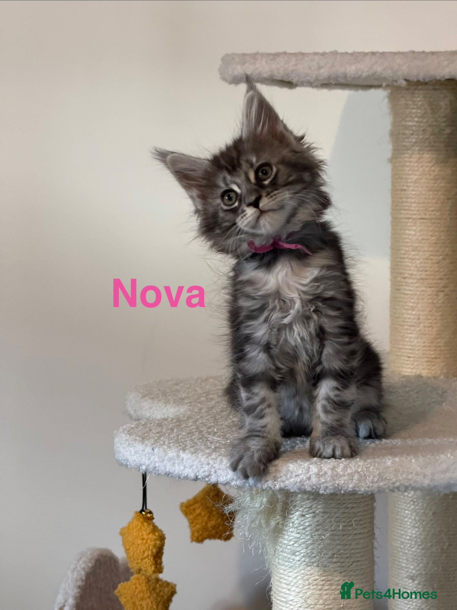 Maine Coon cats Pedigree Maine Coon Kittens LAST 3 GIRLS - Advert 6