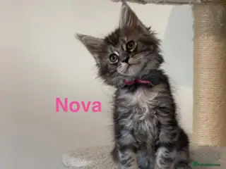 Maine Coon cats Pedigree Maine Coon Kittens LAST 3 GIRLS - Advert 6