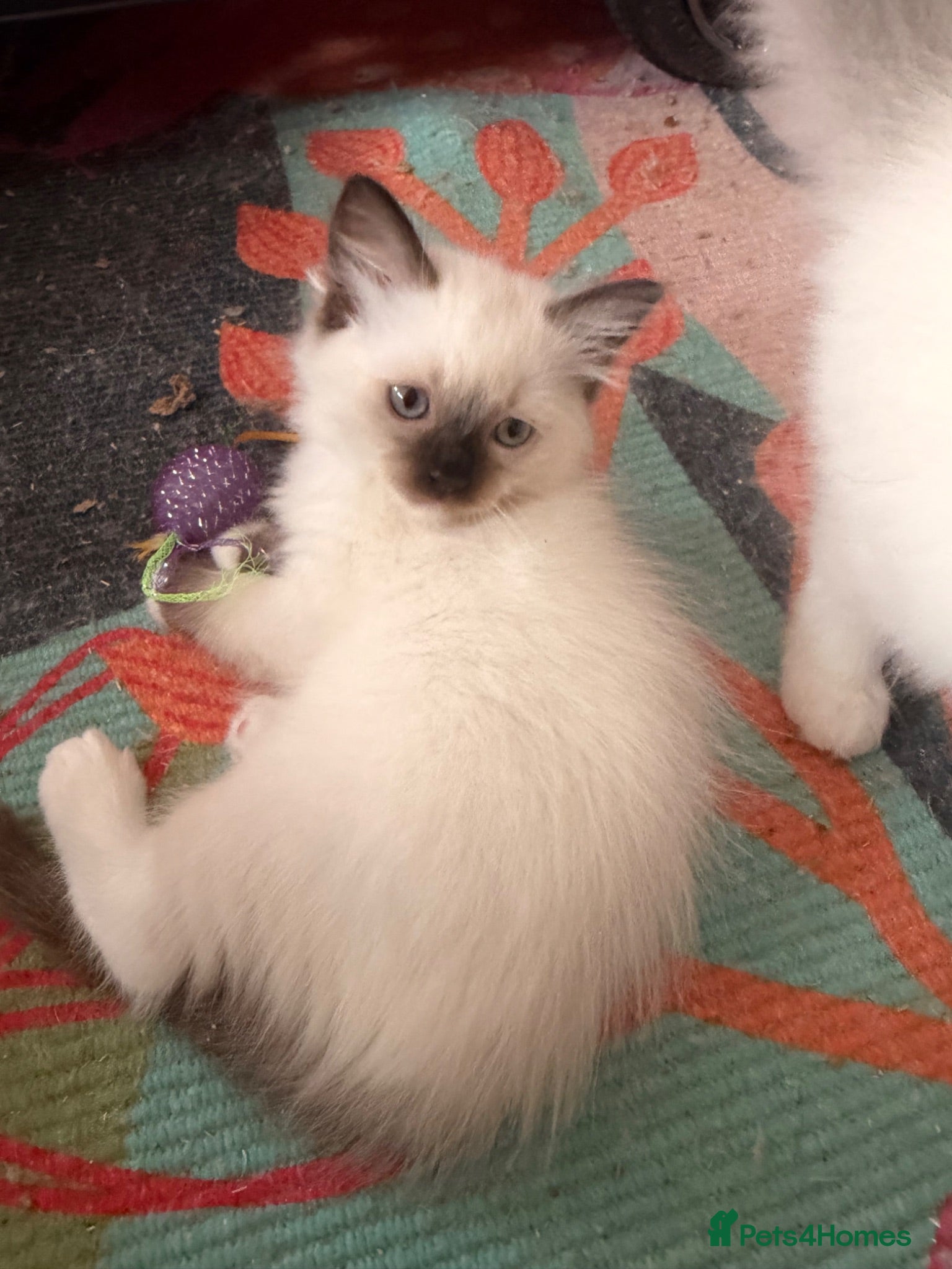 Ragdoll cats Beautiful Dolls 🐱💙 - Advert 1