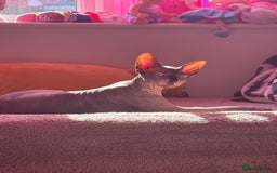 Sphynx cats for sale: Canadian Sphynx male  - Advert 2