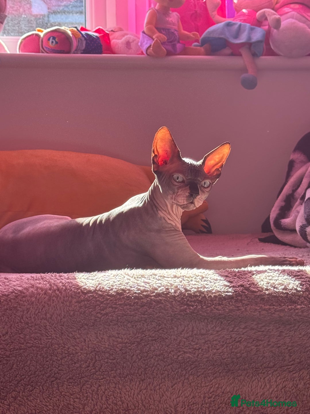 Sphynx cats for sale: Canadian Sphynx male  - Advert 2