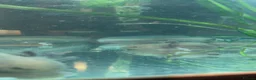 Axolotl reptiles for sale: Juvenile Wild Type & Melanistic Axolotls  - Advert 6