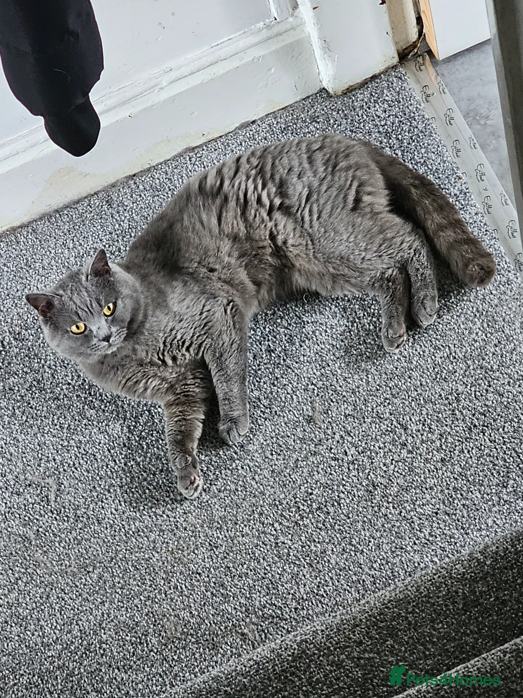 British Shorthair cats for stud: Pure BSH for Stud CCTV in Bradford - Advert 4